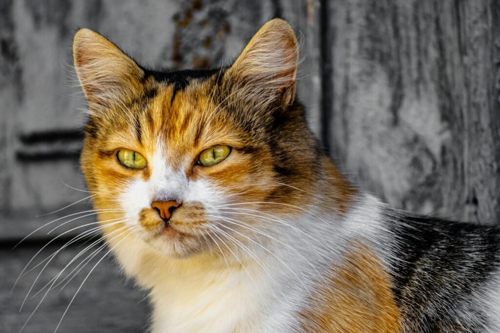 a cat looking at the camera