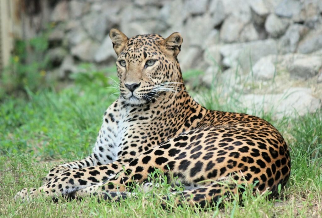 amazon rainforest: brown and black leopard on green grass during daytime