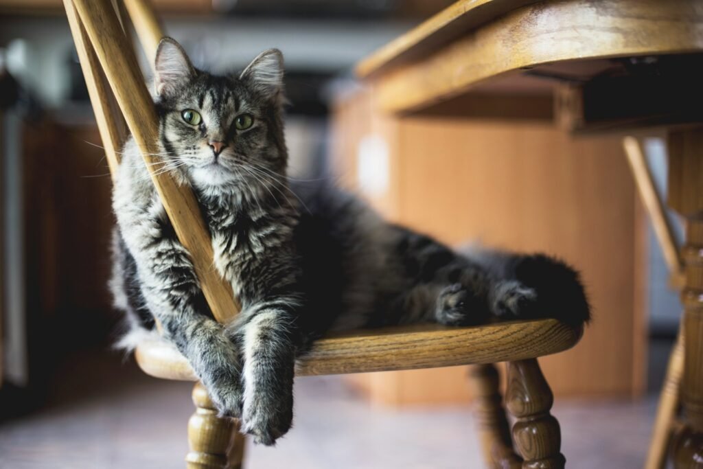cat brown tabby cat on wooden windsor chair