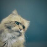 long-fur gray cat