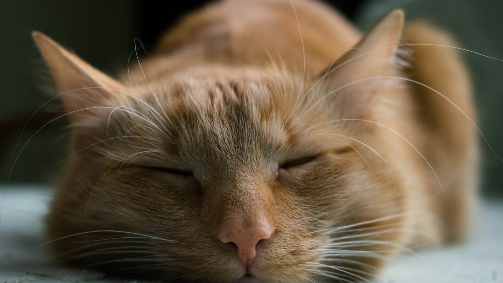  A relaxed orange cat with closed eyes rests peacefully, gently purring, expressing comfort and contentment through its natural communication.