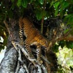 a leopard is climbing up a tree branch