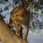 Jaguar on tree during day