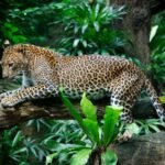 a leopard laying on a tree branch in a jungle