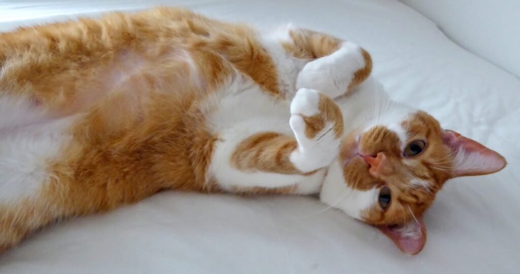 An orange and white cat laying on its back on a bed