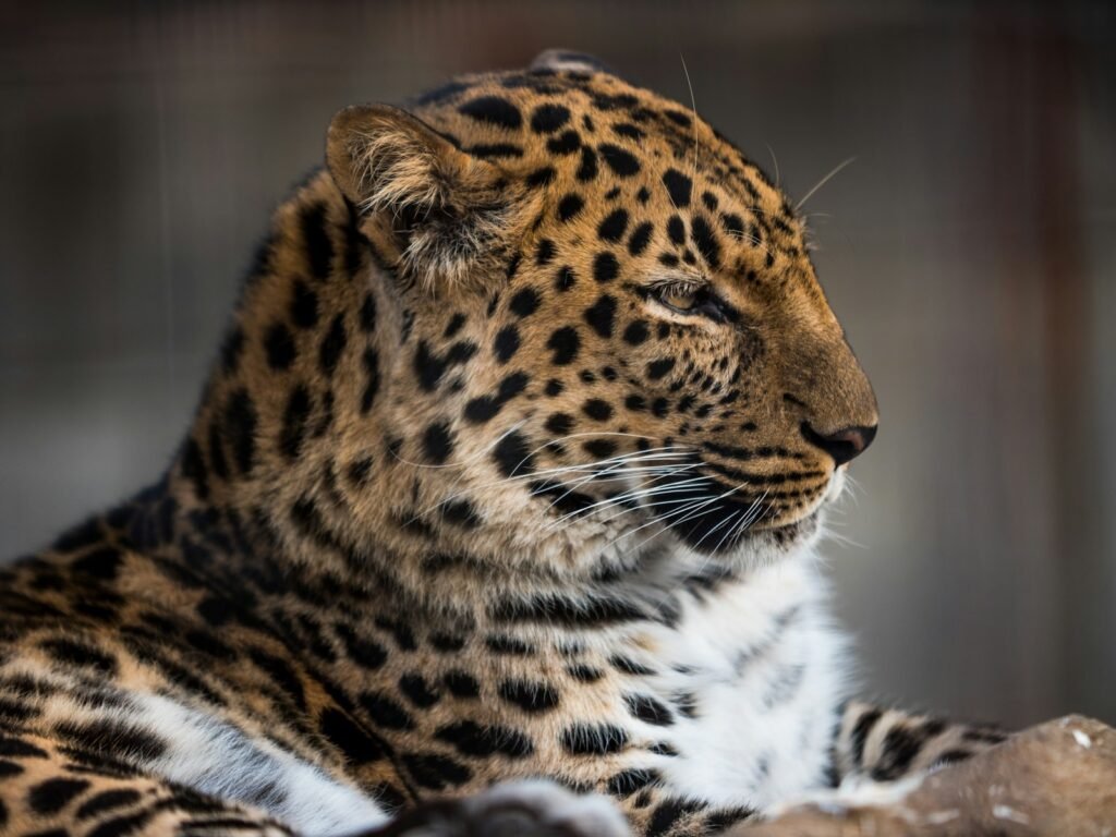 cat support: shallow focus photography of leopard