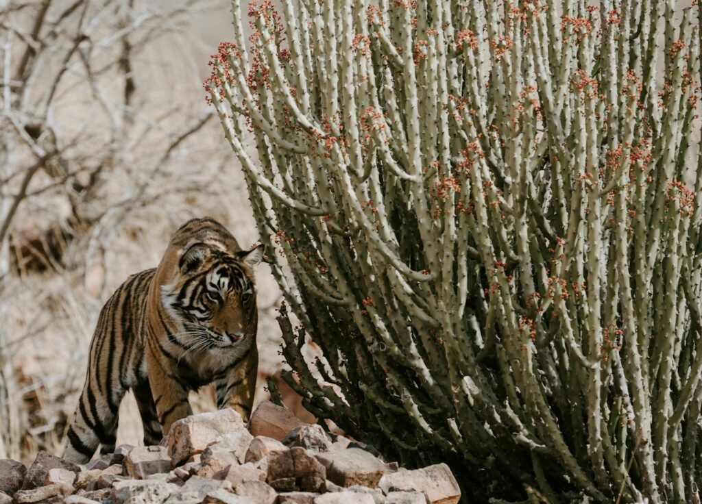 unique features: tiger near green plant