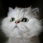 cat love: white kitten shallow focus photography