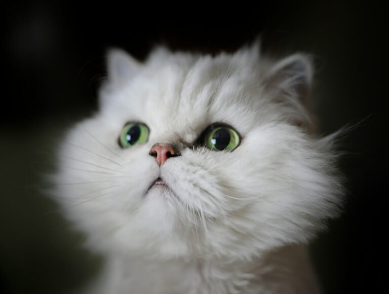 cat love: white kitten shallow focus photography