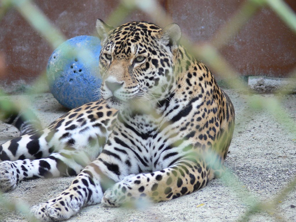 The Impact of Habitat Loss on Big Cat Populations