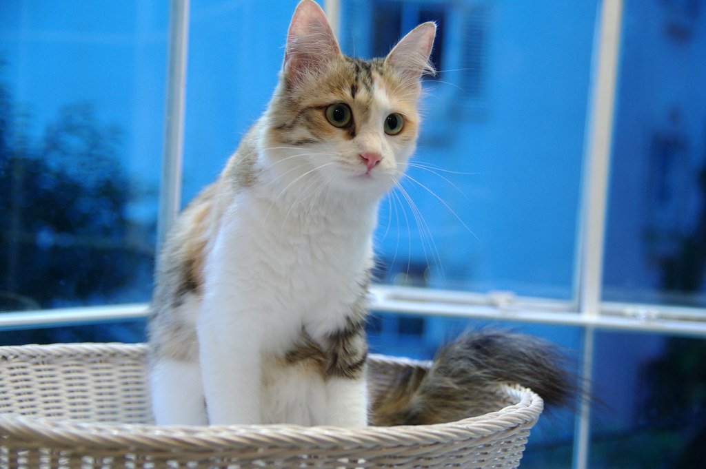 7 Ways to Help Your Indoor Cat Stay Active and Engaged