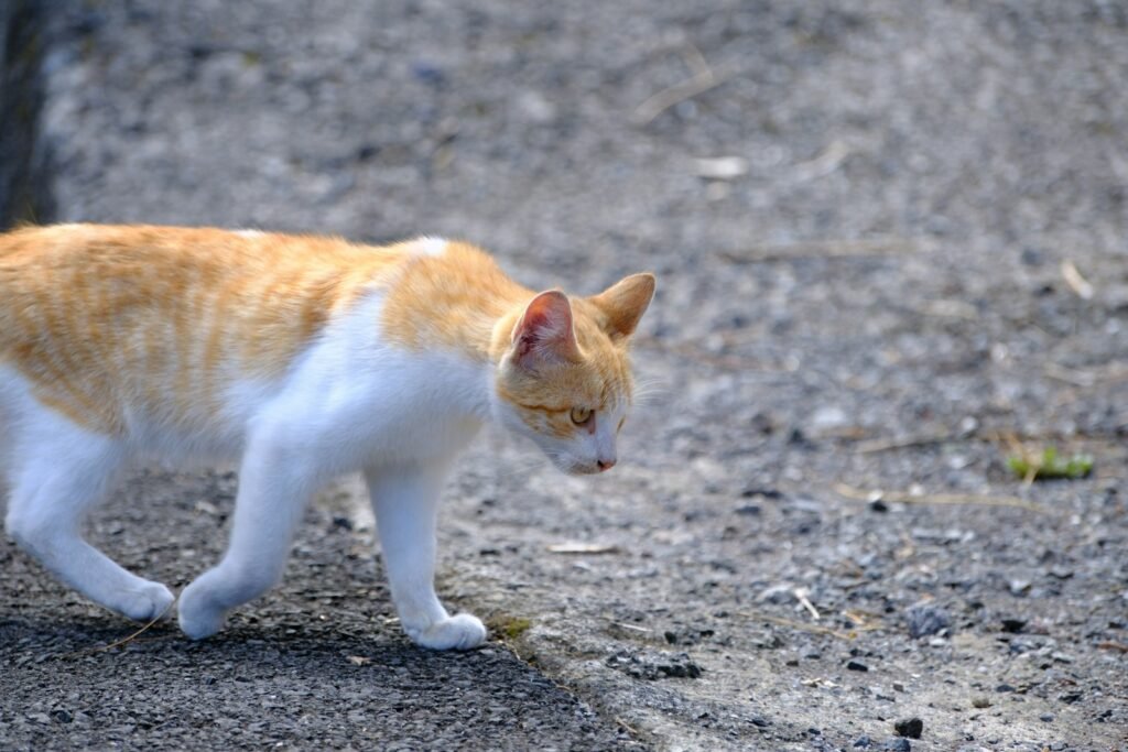 An orange and white cat walking across a street