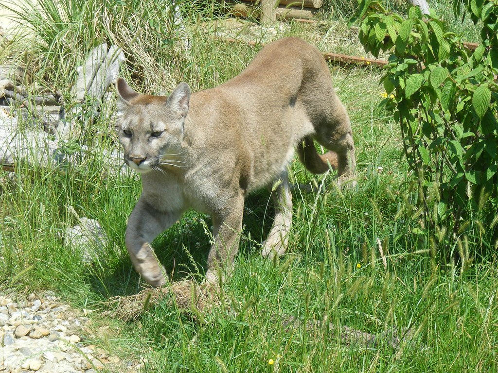  Hunting Techniques
