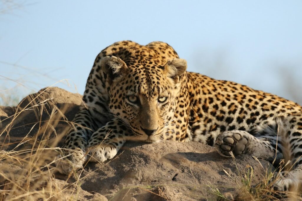 cat similarity: leopard lying on brown rock during daytime