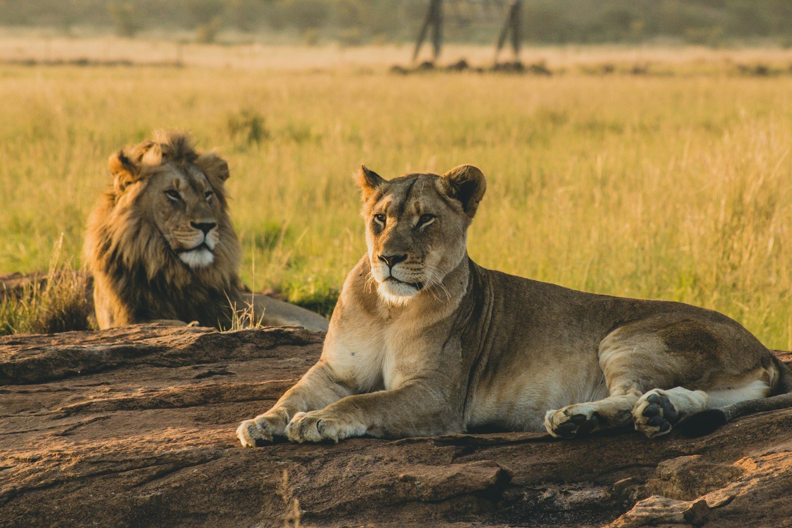 Big cat predators: lioness reclining on soil in front of lion