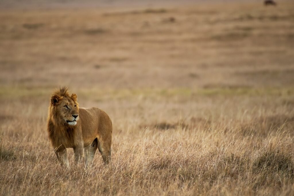 lion's pride: brown lion on brown grass field during daytime