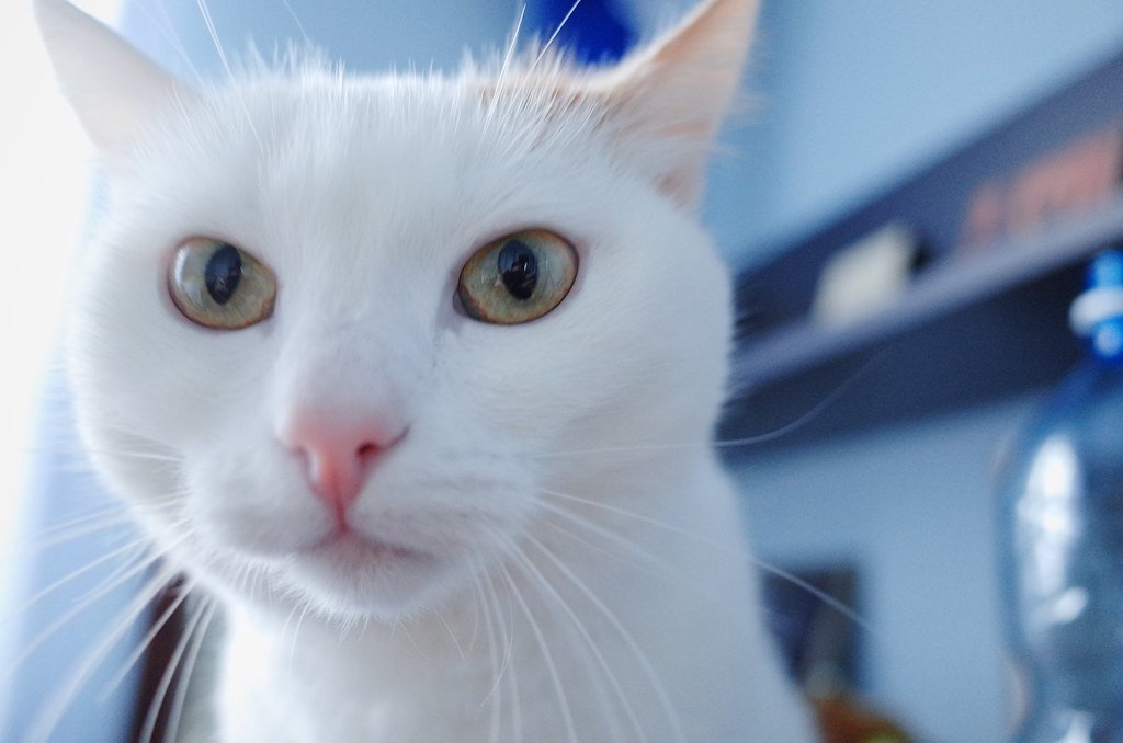 7 Ways to Help Your Indoor Cat Stay Active and Engaged