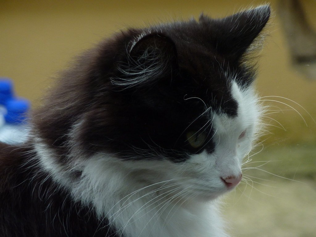 Best Pets Cats Make the Best Pets