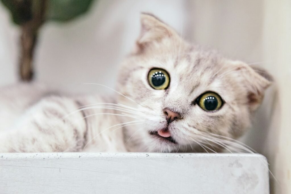 How to Create a Cat-Friendly Garden