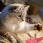 a cat is playing with a toy on a couch