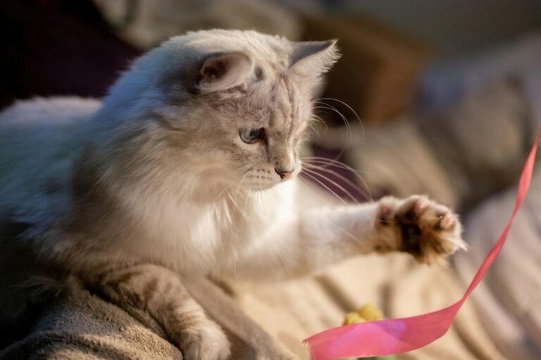 a cat is playing with a toy on a couch