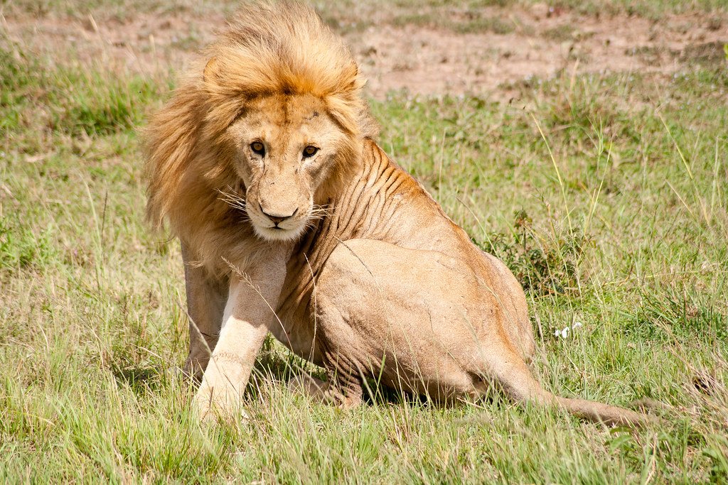 Lion Roaring styles