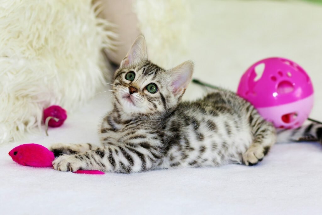 cat history: gray kitten sitting on floor