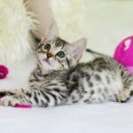cat owners mistakes: gray kitten sitting on floor