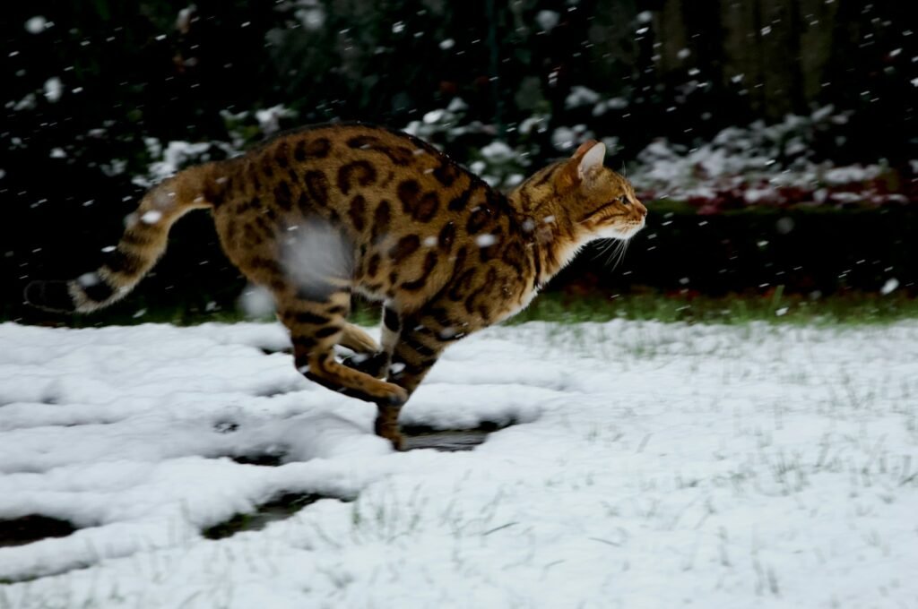 cat support: brown and black leopard walking on snow covered ground during daytime