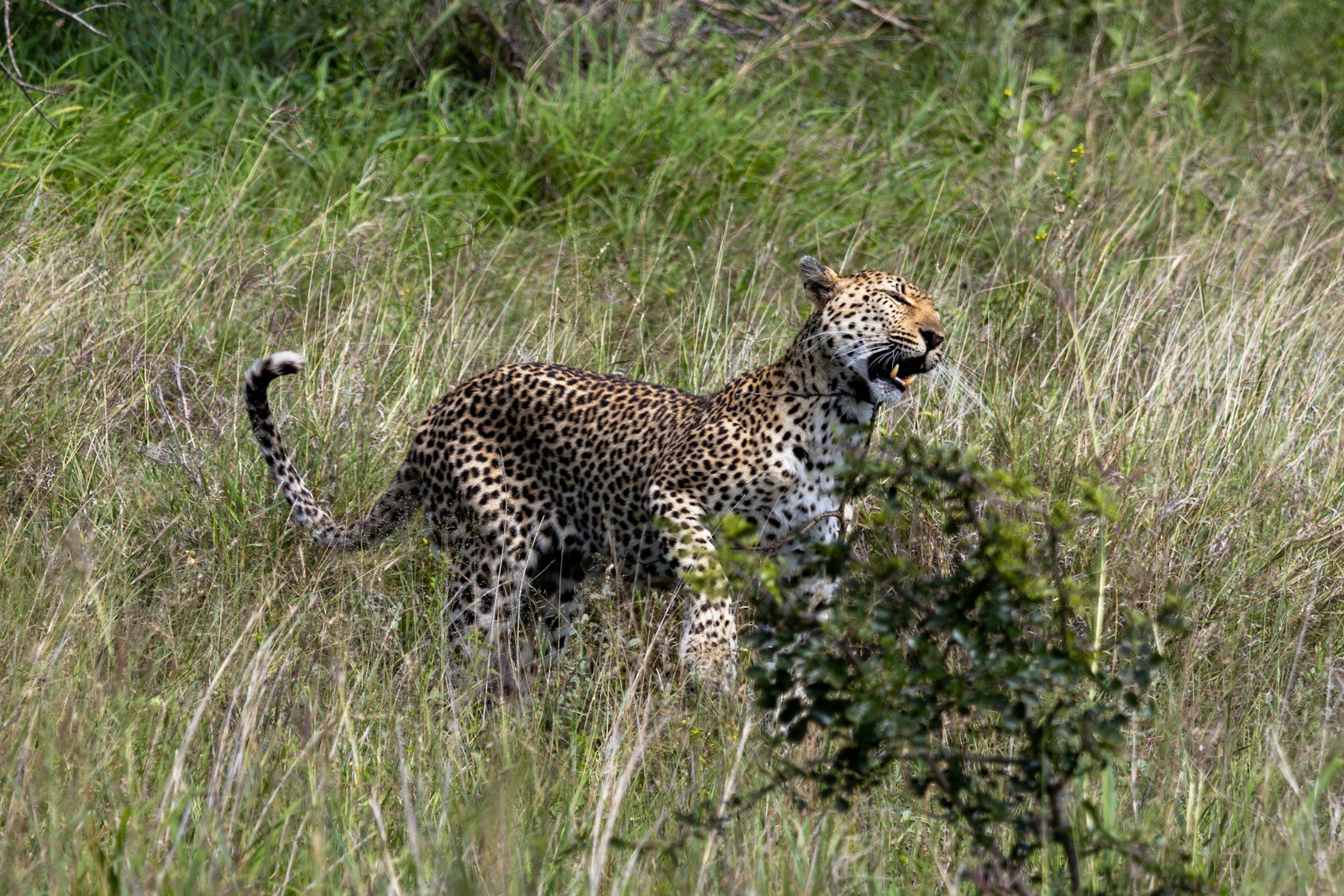 Photo by Hendrik Prinsloo a cheetah walking through tall grass in the wild