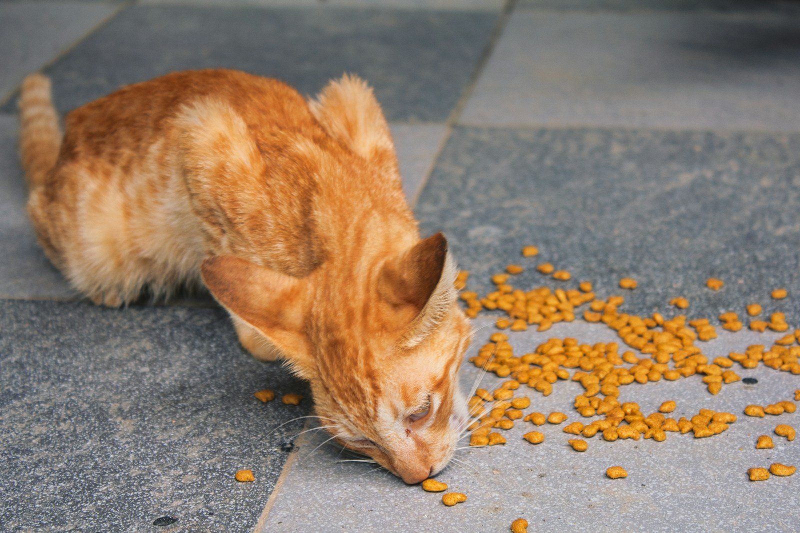 How Cats Adapt to Changes in Their Environment - felinefam.com