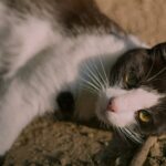 cat building: A black and white cat laying on the ground