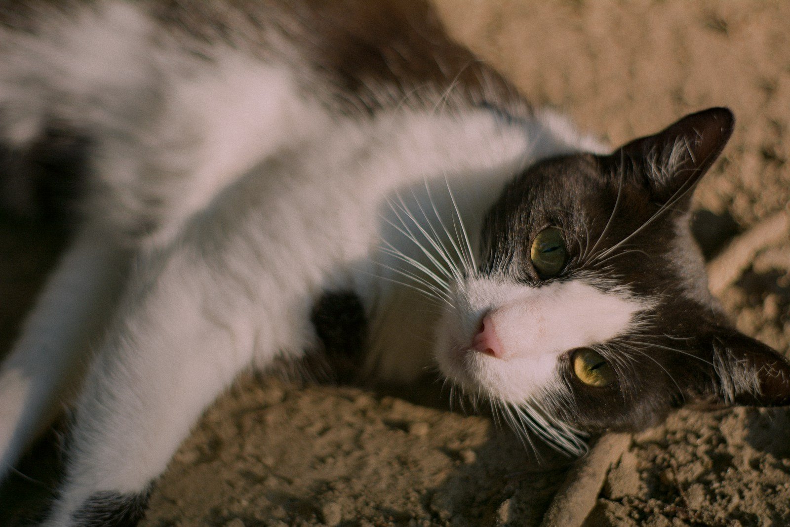 cat building: A black and white cat laying on the ground