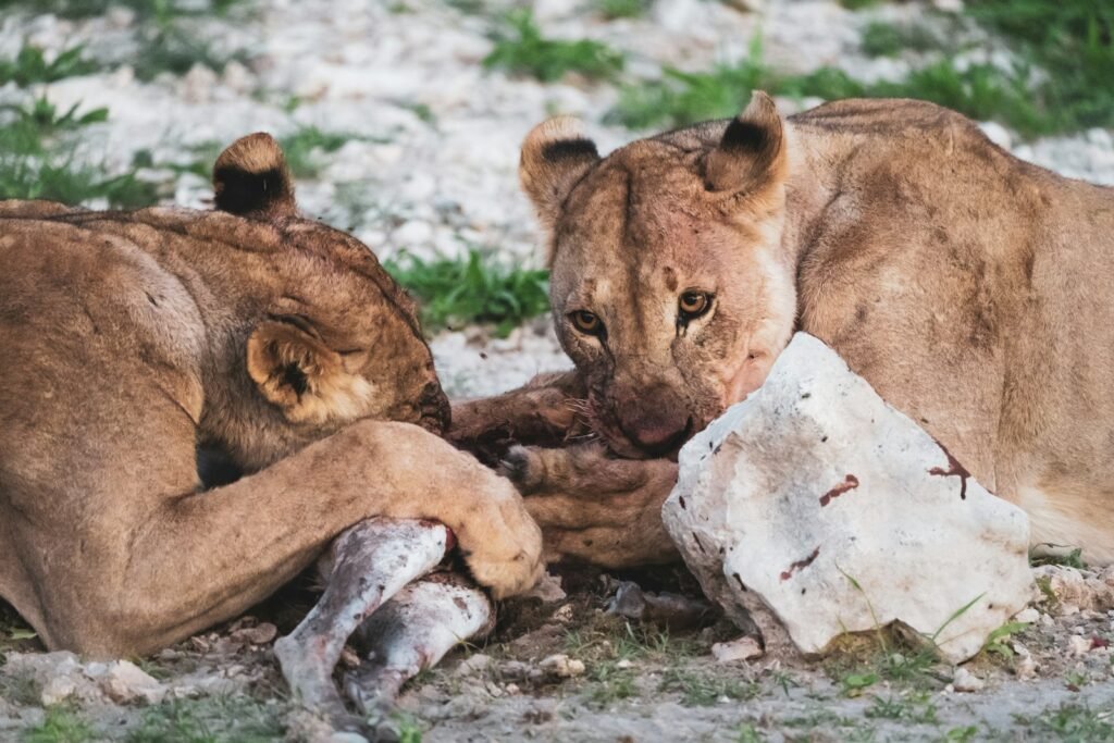 ultimate predator: brown lioness lying on white rock during daytime