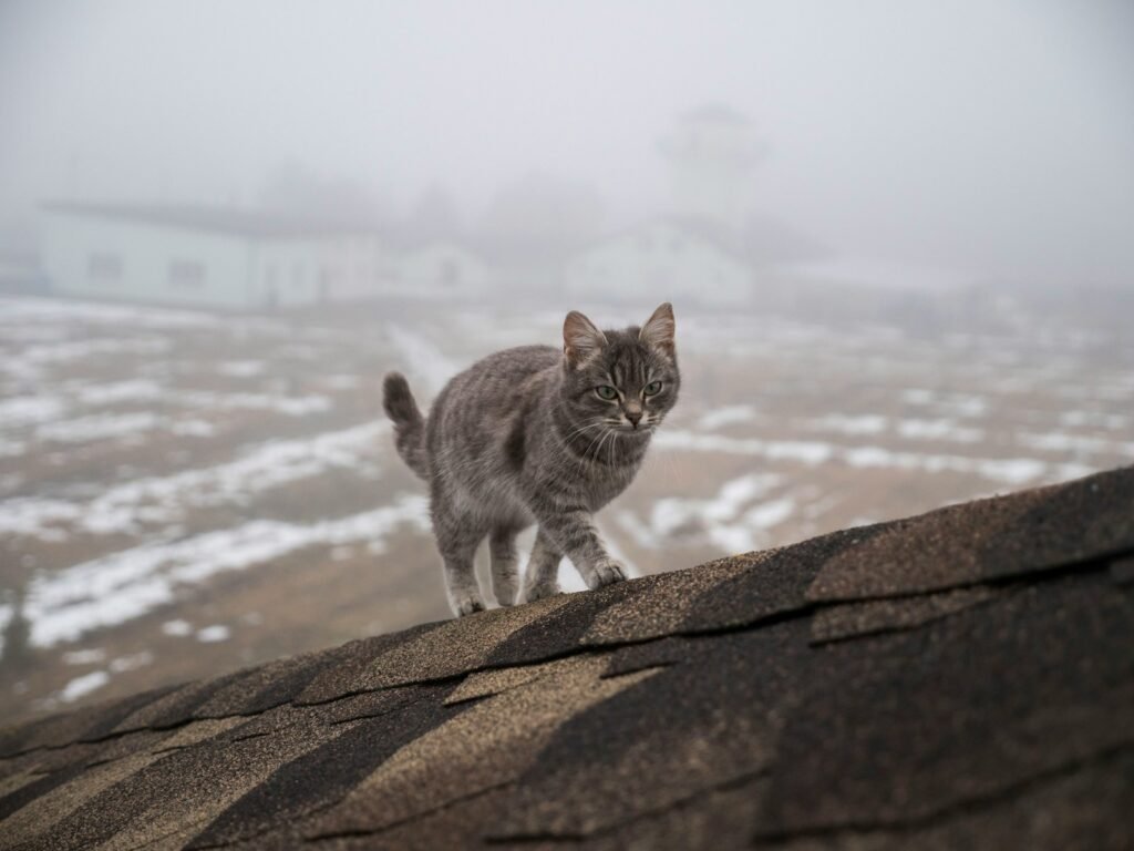 brown tabby cat on brown rock near body of water during daytime