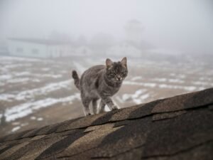 How Cats Adapt to Changes in Their Environment - felinefam.com