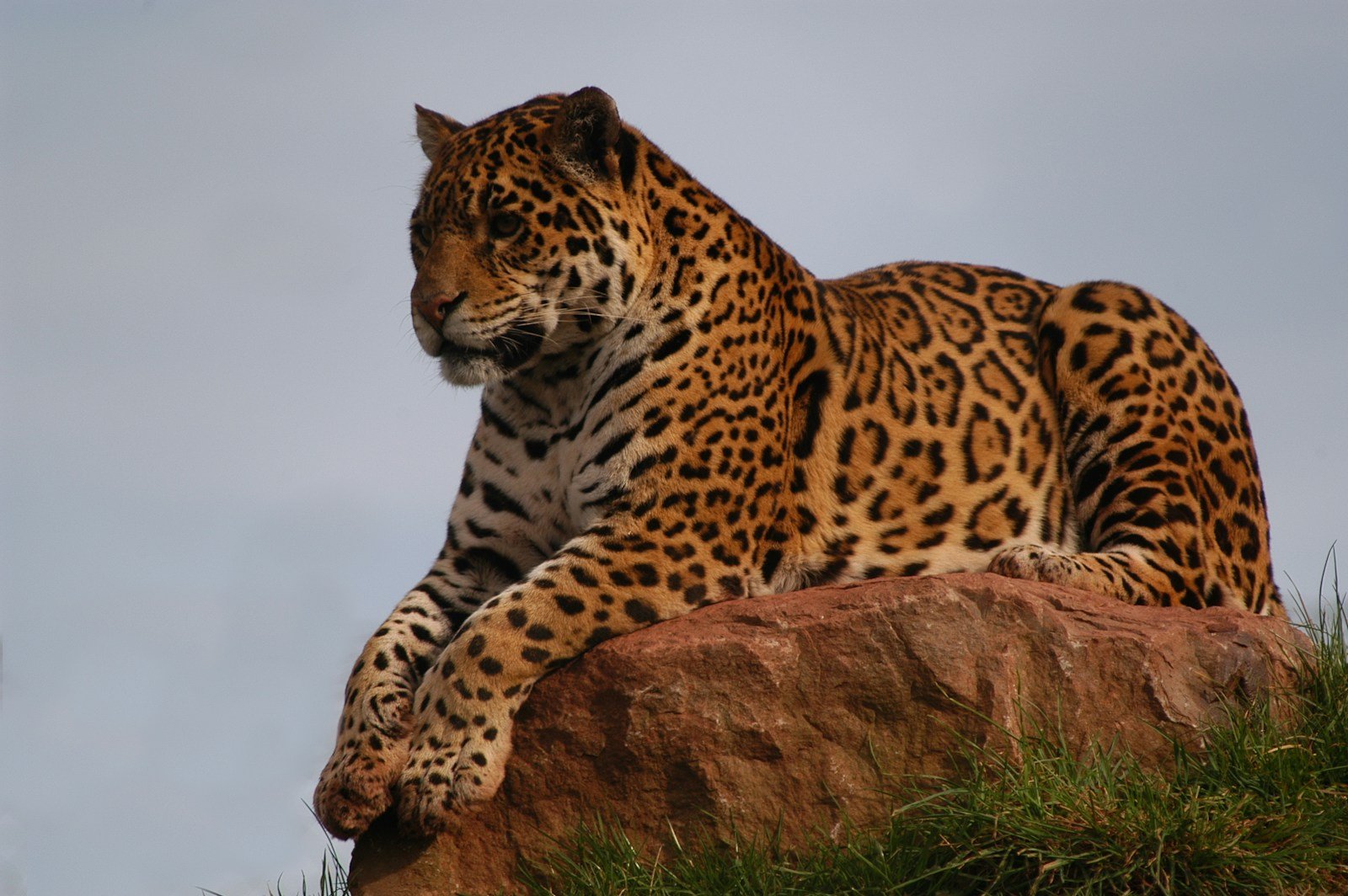 Photo by Edward Quick silent stalking: brown and black tiger on brown stone fragment