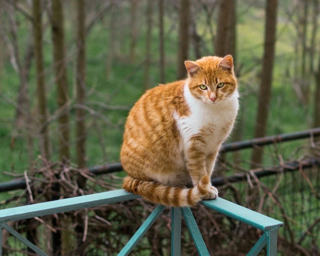 orange cat