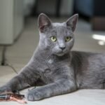 russian blue cat lying on brown wooden table