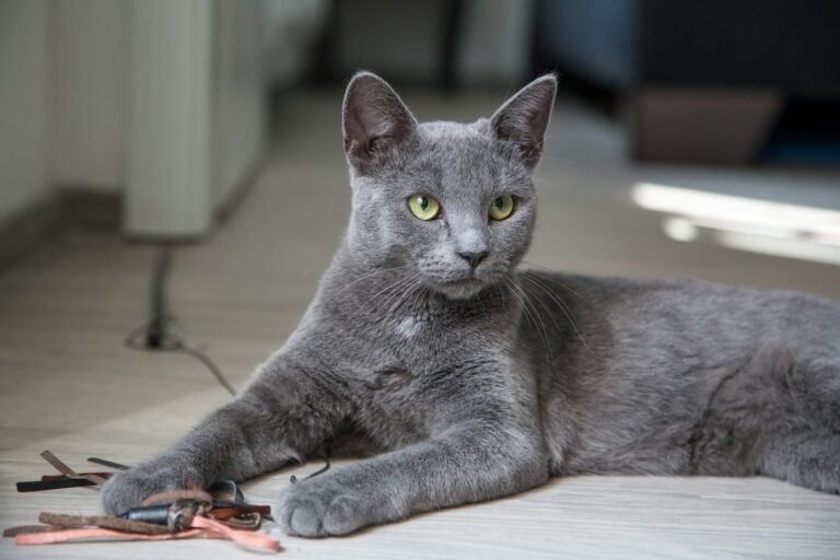 russian blue cat lying on brown wooden table