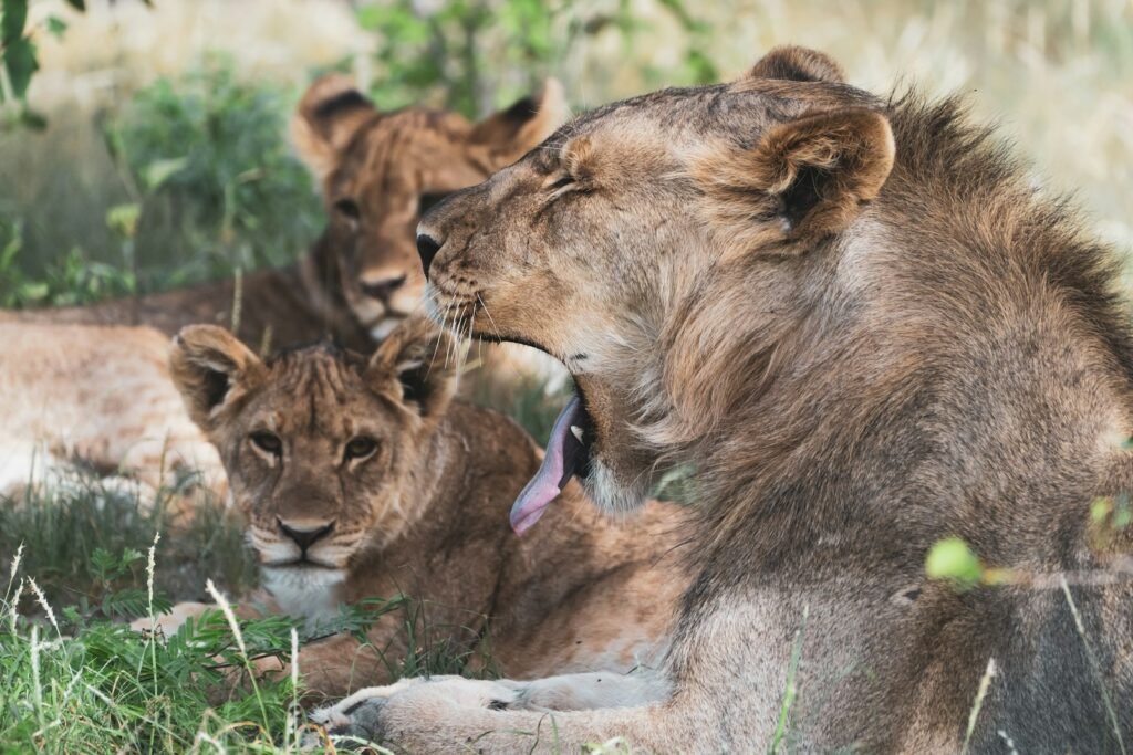 social structure: lion and lioness lying on green grass during daytime