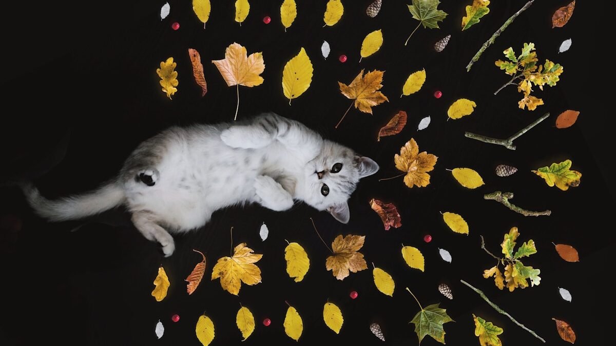 A fluffy white cat lying on its back surrounded by colorful autumn leaves