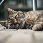 selective focus photography of lying brown tabby cat