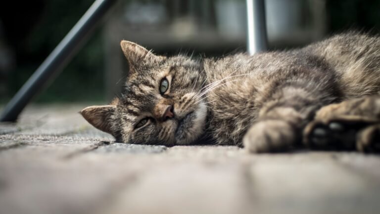 selective focus photography of lying brown tabby cat