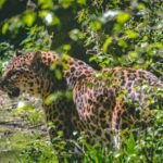 brown leopard surrounded by green leaves