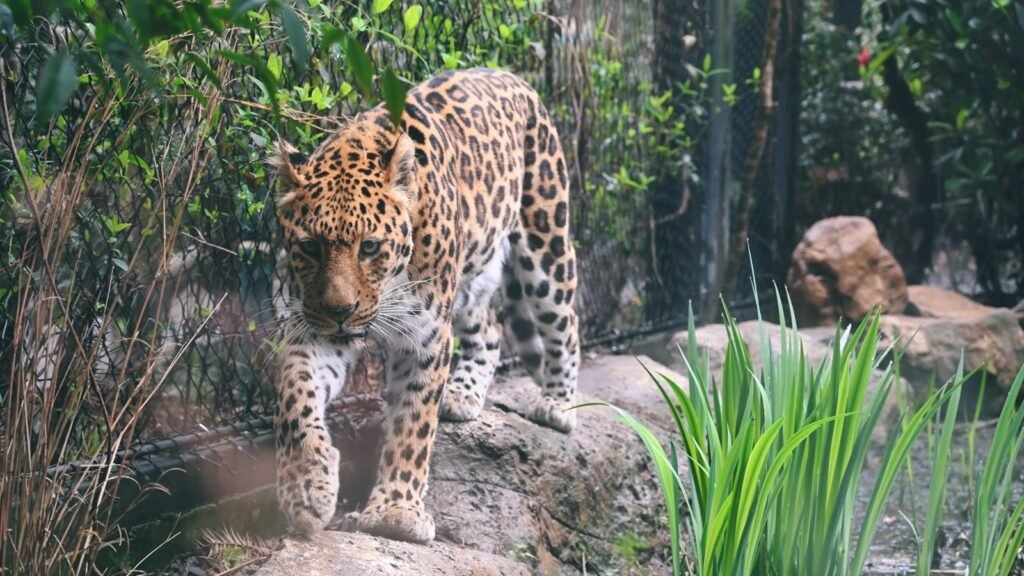 Cat Evolution a large leopard walking across a lush green forest