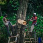 two man cutting standing on ladder and cutting tree