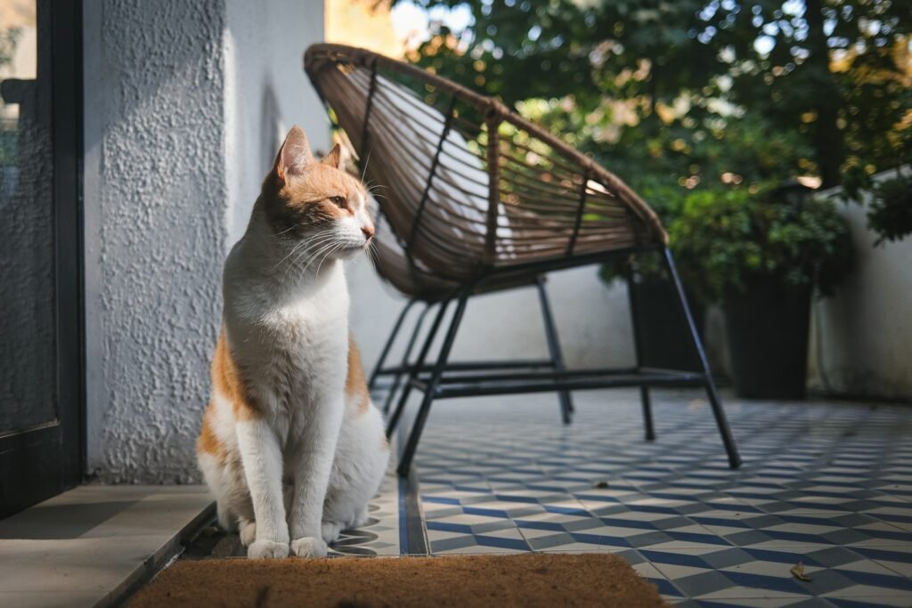 a cat sitting on a door mat in front of a chair