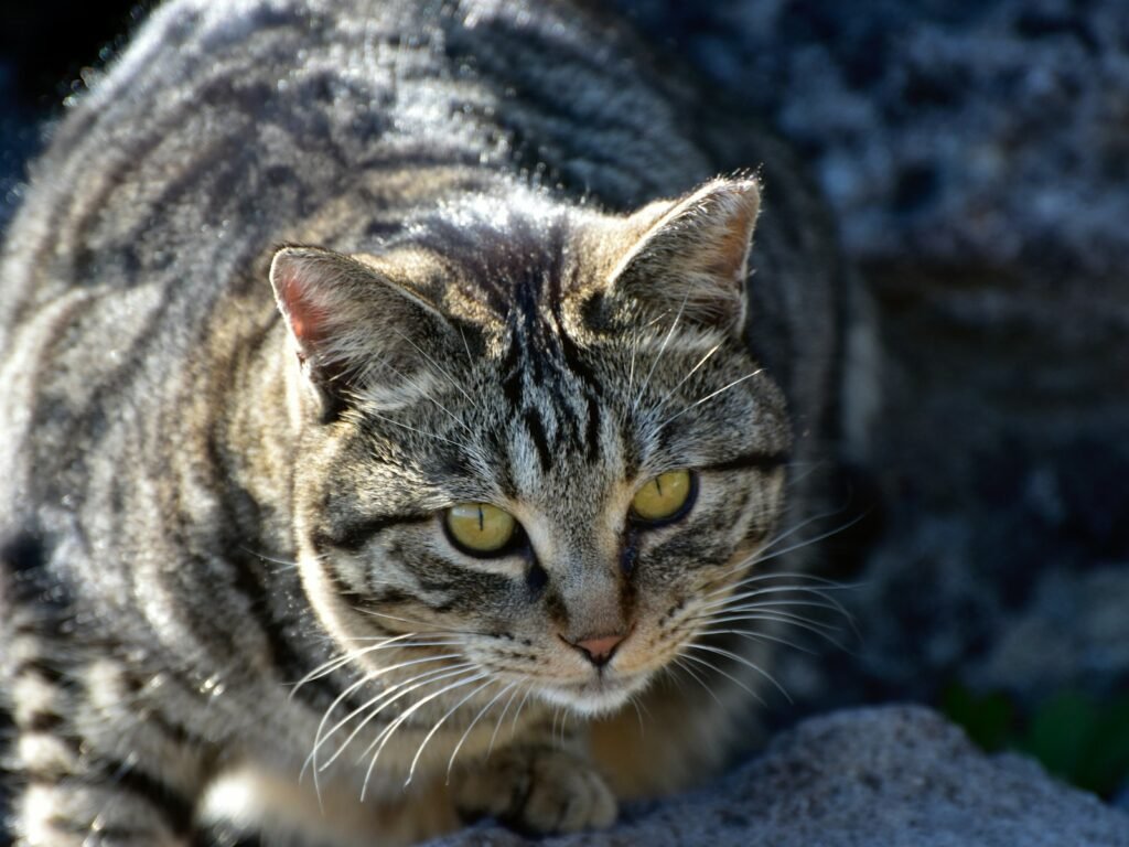 A cat walking on a rock in the sun