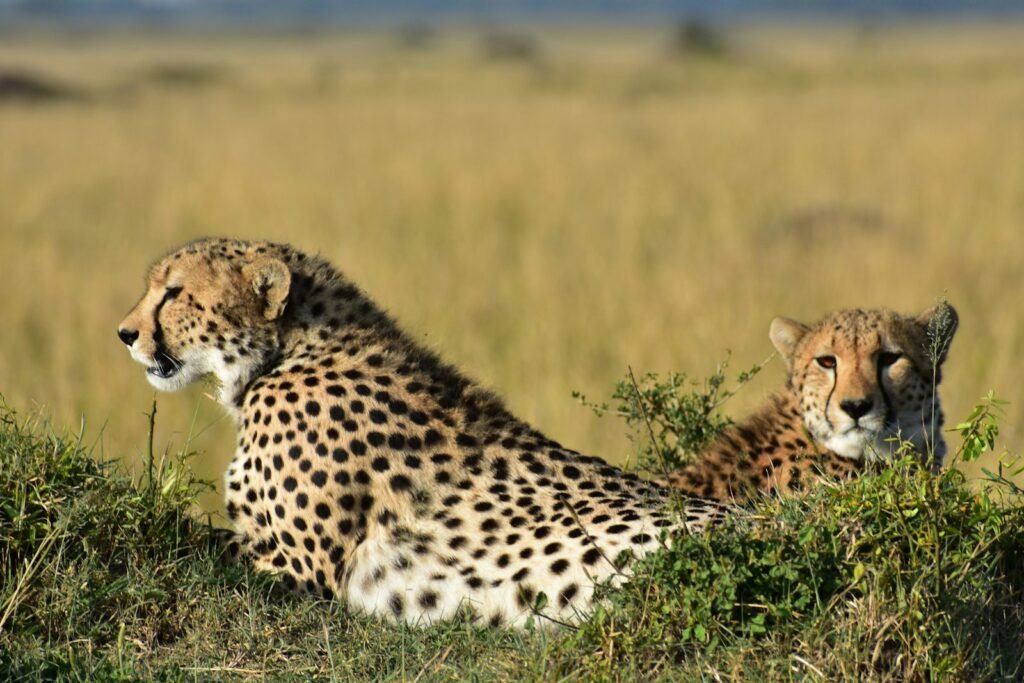 cheetah's survive: photo of brown and black cheetah